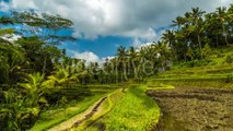 Clouds Over Beautiful Rice Terraces in Bali, Indonesia by Timelapse4K