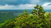 Coniferous Forest, Trees in Bali, Indonesia by Timelapse4K - Hive