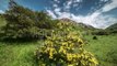 Flowers Of Wild Rose In The Mountains, Kazakhstan - by Timelapse4K