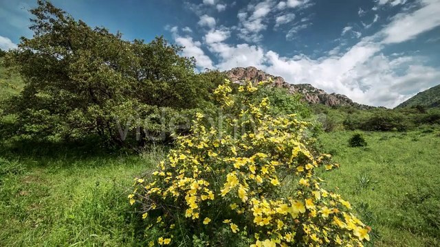 Flowers Of Wild Rose In The Mountains, Kazakhstan - by Timelapse4K