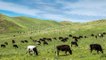 Herd Of Cows Grazing In a Meadow In The Mountains, Kazakhstan by Timelapse4K