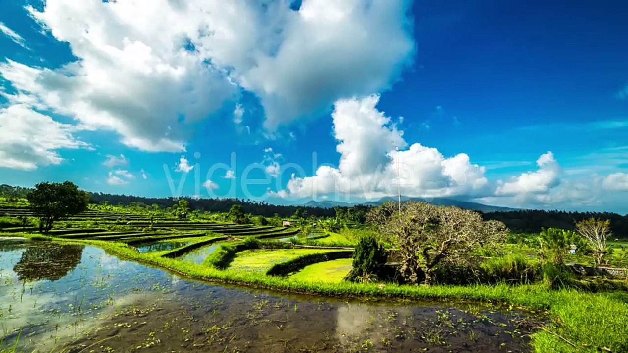 Reflection Of Clouds In The Water In The Rice Field in Bali by Timelapse4K