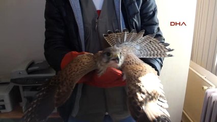 Afyonkarahisar Emniyet Müdürünün Kurtardığı Yavru Atmaca Korumaya Alındı