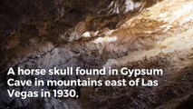 Horse skull found in 1930 turns out to be 13,000 years old