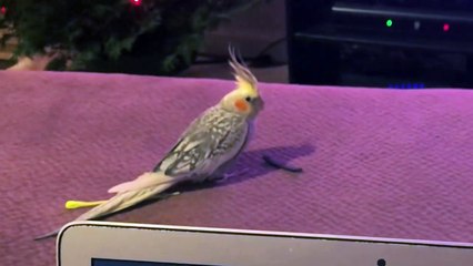 Lucky the iPhone singing cockatiel is OVER it!