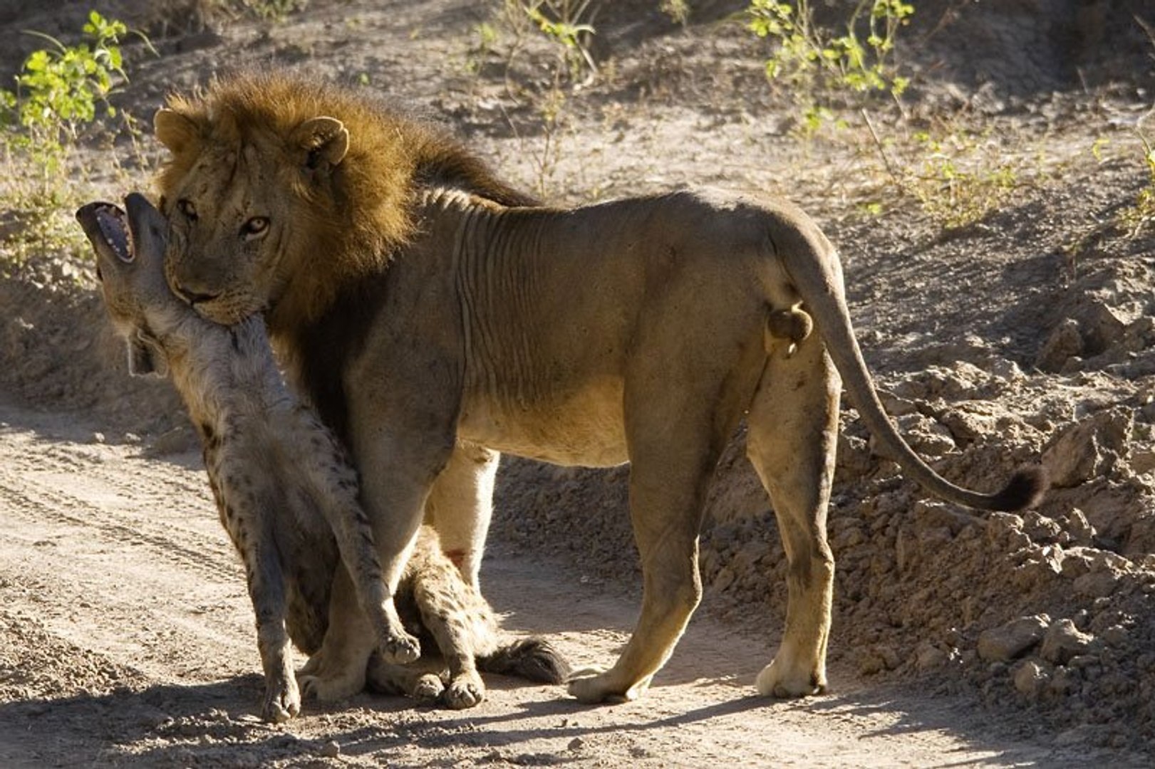 ⁣Animal Planet - Battle for survival (Lion vs Hyena)