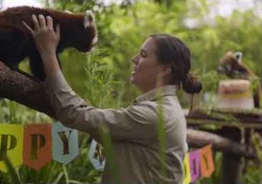 Symbio's Red Panda Triplets Celebrate Their First Birthday