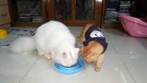 Cats Don't Like Sharing