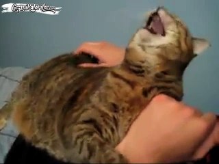 Sırtının Kaşınmasından Pek Bir Haz Alan Kedi