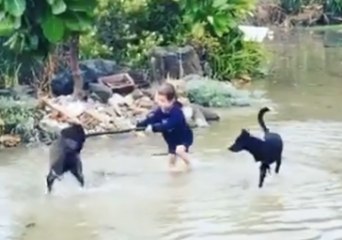 Descargar video: Young Child and a Few Dogs Make the Best of Flooding on North Island