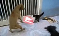 star wars by cats