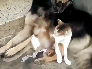animals are playing cute