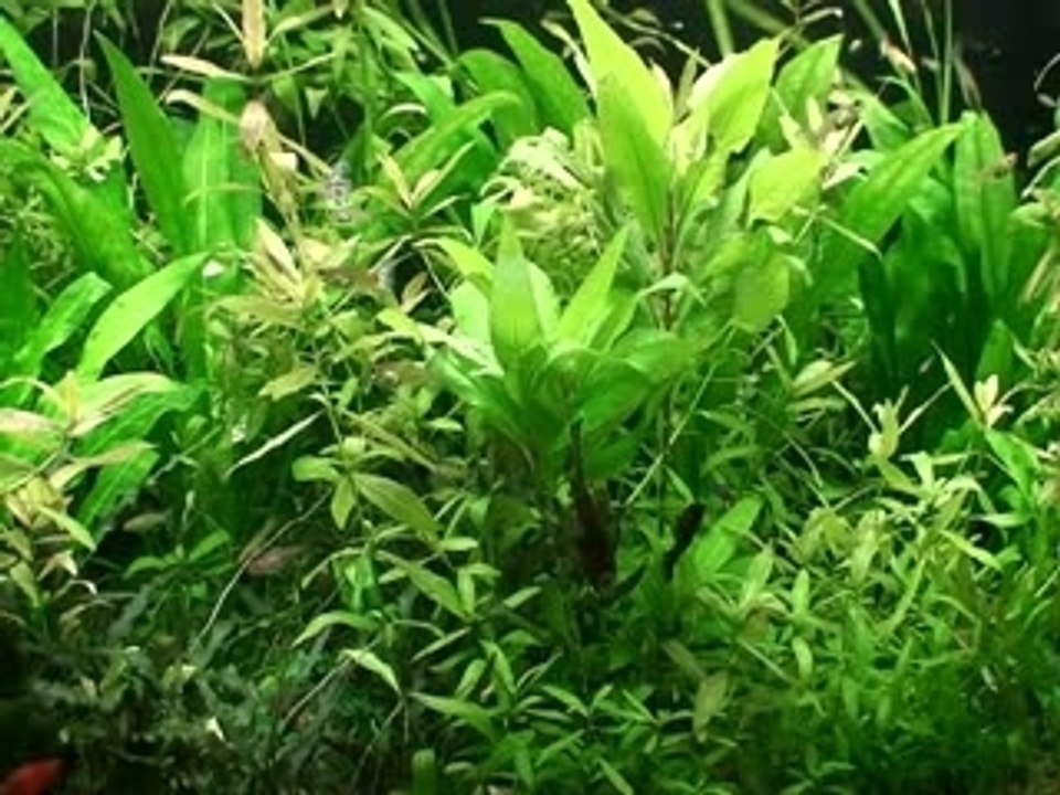 mon aquarium