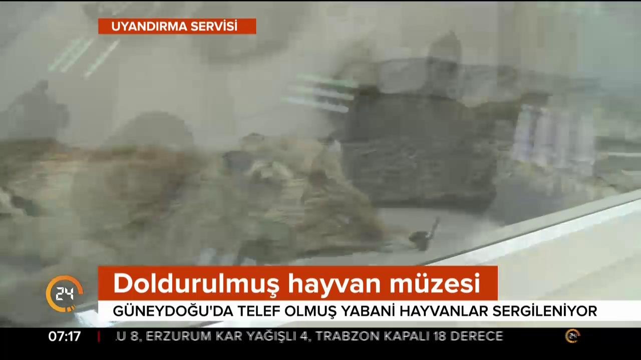 Yabani hayvanlar sergileniyor