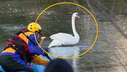 [영상] 백조를 얼음 속에 가둬버린 美 한파 / YTN