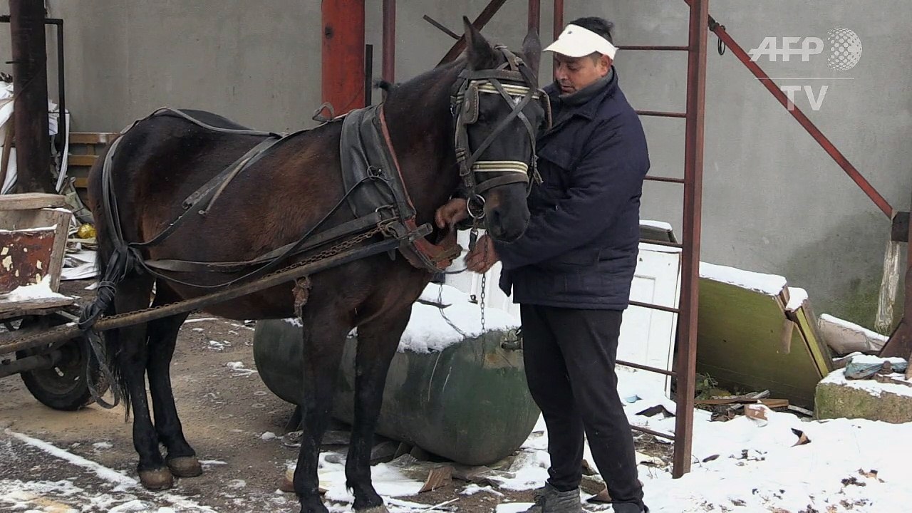 Sofia will Pferdewagen komplett verbieten