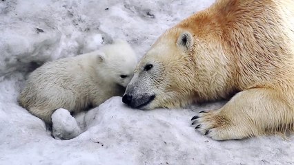 The Arctic Expedition Trailer #1 (2018)