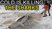 North America : Sever cold is freezing sharks and turtles to death | Oneindia News