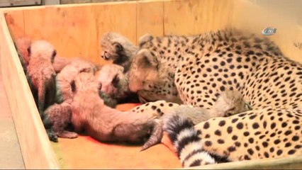 ABD'de Bir Çita 8 Yavru Dünyaya Getirdi