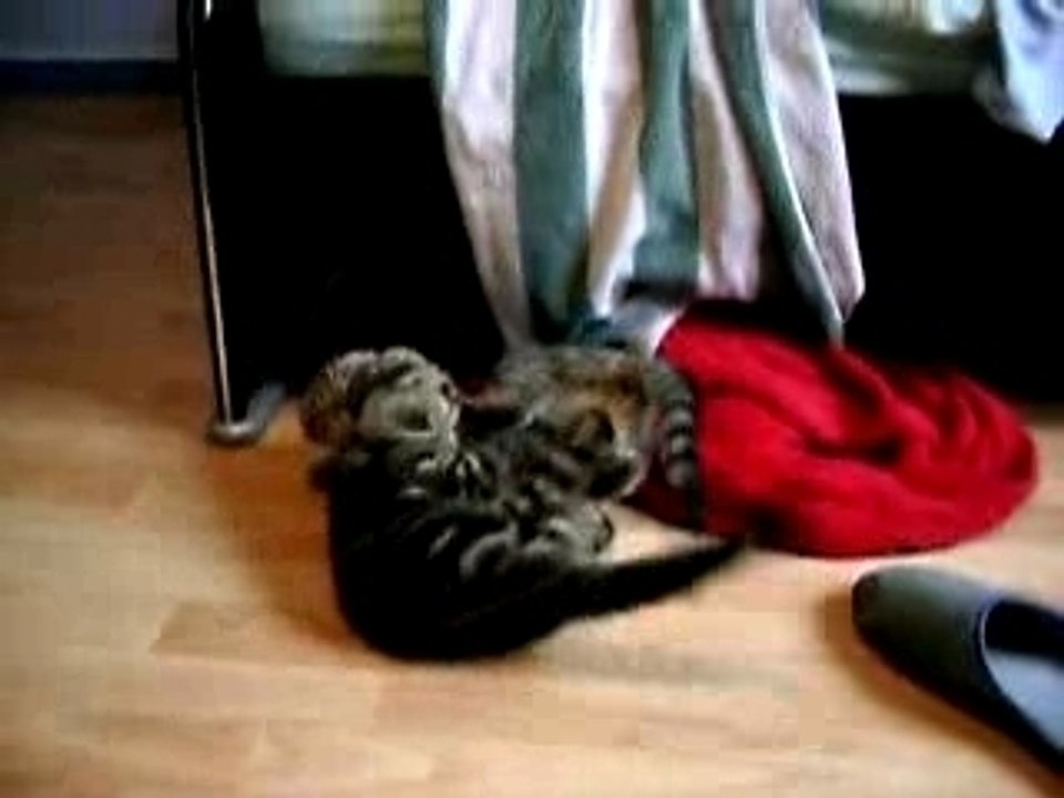 fofolles