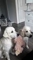 Deux chiens mangent des friandises en se prêtant une peluche