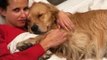 Sleepy Dog Really Enjoys Cuddle Time With Owner