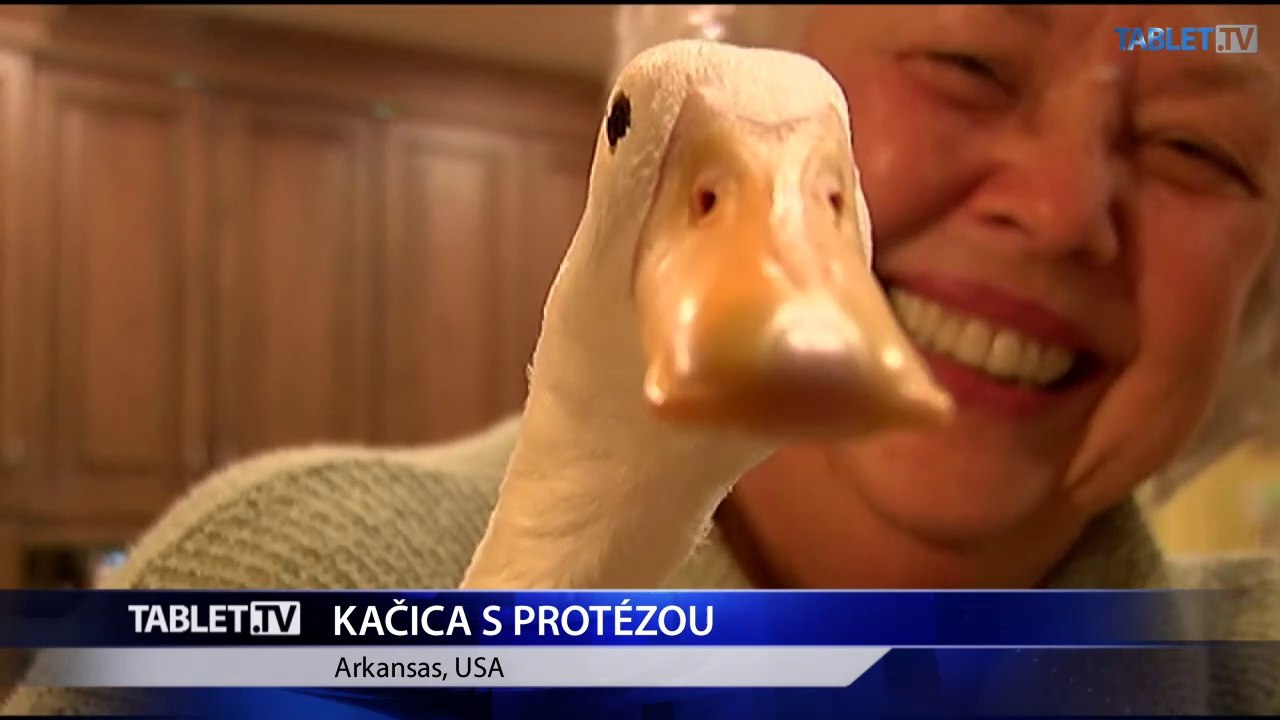 Americkí študenti vytvorili 3D protézu pre kačicu, ktorá nemala nohu