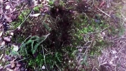 Περίεργο πλάσμα στο δάσος και ήχοι!!Τι είναι αυτό???