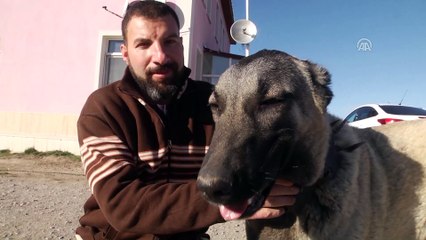 'Kangal köpeği ısırmaz, teslim alır' - SİVAS