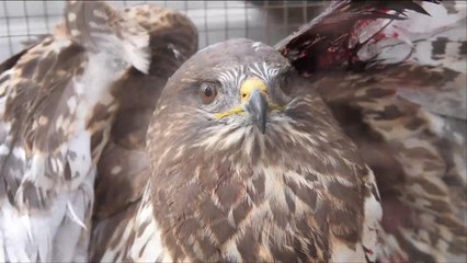 هذا الصباح- النسر الذهبي في ألبانيا يواجه خطر الانقراض