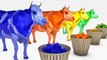 Learn ABC Song & Learn Color Cow Cow Fruit W Cartoon Nursery Rhymes for Kids EP 2