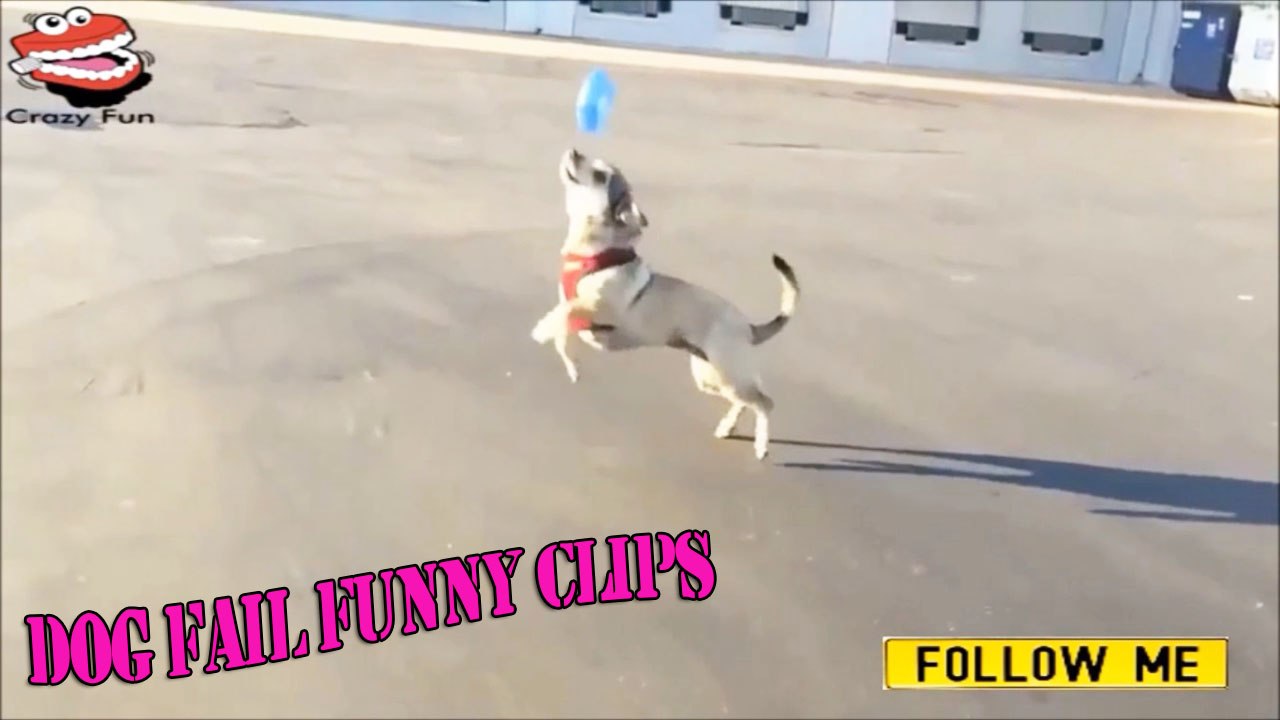 Dog Fetch Fail Funny Clips