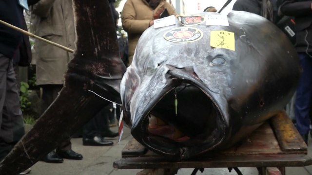 日 새해 첫 참치 경매 최고가 3억 4천만 원 / YTN