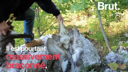 En Albanie, les rapaces meurent à petit feu
