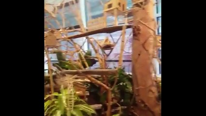 VILLA ZEBRA MUSEUM! #VLOG24 // Nikki Vlogs