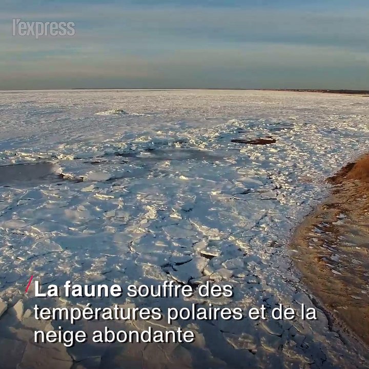 Iguanes paralysés, manchots confinés: les animaux victimes de la "bombe cyclonique"