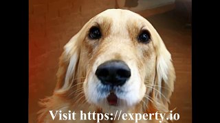 Experty Explained By A Dog