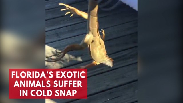 Florida animals cold-stunned by freezing temperatures