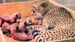 Une femelle guépard donne naissance à 8 bébés