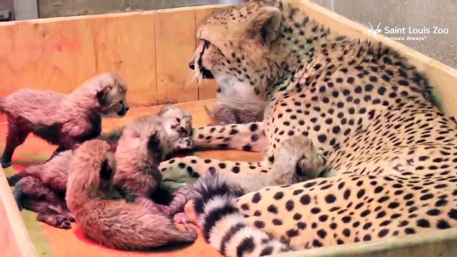 Une femelle guépard donne naissance à 8 bébés