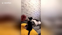 Cute kitten high-fives and fist-bumps owner