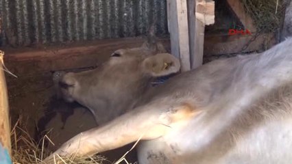 Artvin'de 3 Büyükbaş Hayvan Şarbondan Telef Oldu