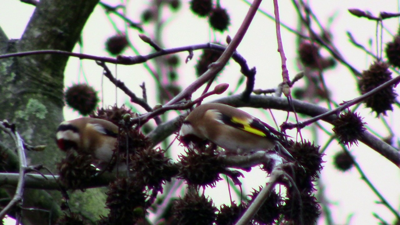 Chardonnerets en plein repas