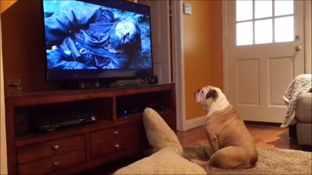 Un bulldog aboie pour sauver Leonardo Dicaprio lors de l'attaque de l'ours