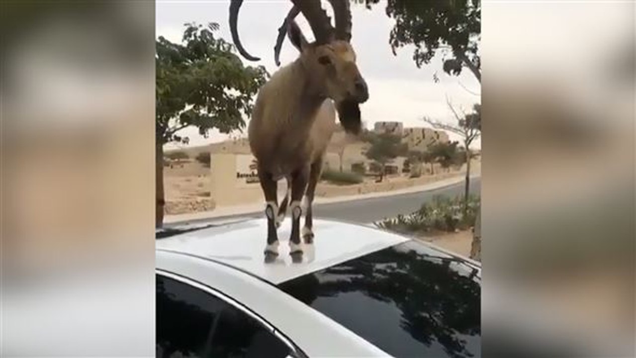 Not macht erfinderisch: Steinbock frisst vom Autodach