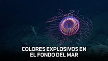 Una medusa que crea 'fuegos artificiales' en el océano