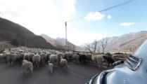 Moutons à la sortie de Briançon - Goldwing 1800 - Hayadada