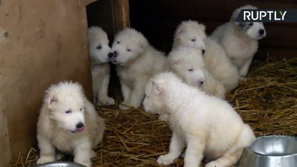 شاهد: أجمل كلاب العالم