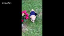 Faithful dog refuses to leave owner's grave