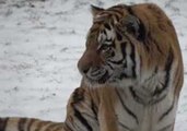 National Zoo Welcomes First Amur Tiger in Nearly 70 Years